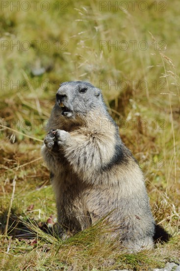 Alpine marmot (Marmota marmota), Hohe Tauern National Park, Austria
