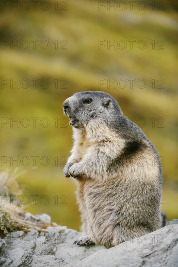 Alpine marmot (Marmota marmota), sitting on a rock and calling, Hohe Tauern National Park, Austria