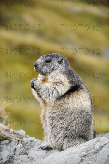 Alpine marmot (Marmota marmota), sitting on a rock, Hohe Tauern National Park, Austria