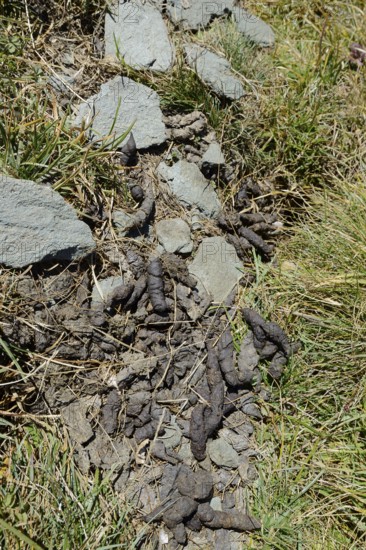 Alpine marmot (Marmota marmota), faeces, Hohe Tauern National Park, Austria