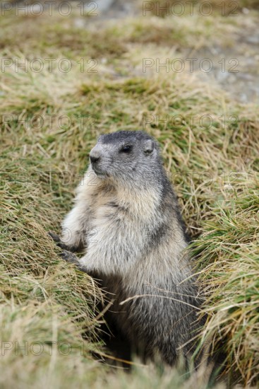 Alpine marmot (Marmota marmota) looking out of its burrow, Hohe Tauern National Park, Austria