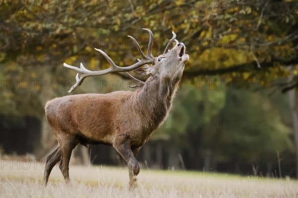 Red deer (Cervus elaphus), stag roaring, rutting season, North Rhine-Westphalia, Germany