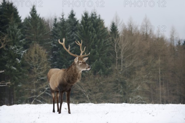 Red deer (Cervus elaphus), stag in winter, North Rhine-Westphalia, Germany