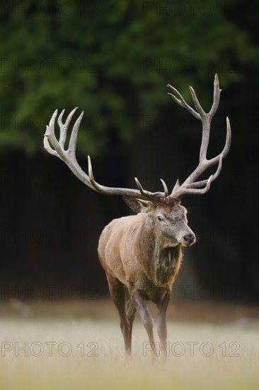 Red deer (Cervus elaphus) in a forest clearing, North Rhine-Westphalia, Germany