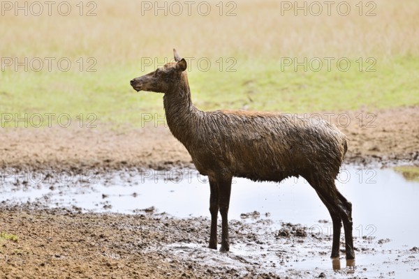 Red deer (Cervus elaphus), doe after the mud bath, North Rhine-Westphalia, Germany