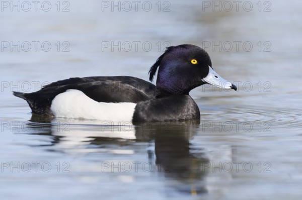 Tufted Duck (Aythya fuligula), drake, swimming, North Rhine-Westphalia, Germany