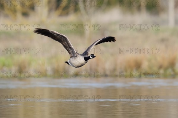 Canada goose (Branta canadensis), flying, North Rhine-Westphalia, Germany