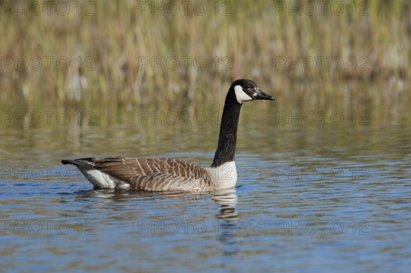 Canada goose (Branta canadensis), swimming, North Rhine-Westphalia, Germany