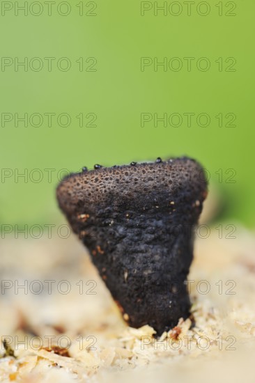 Black bulgar (Bulgaria inquinans), North Rhine-Westphalia, Germany