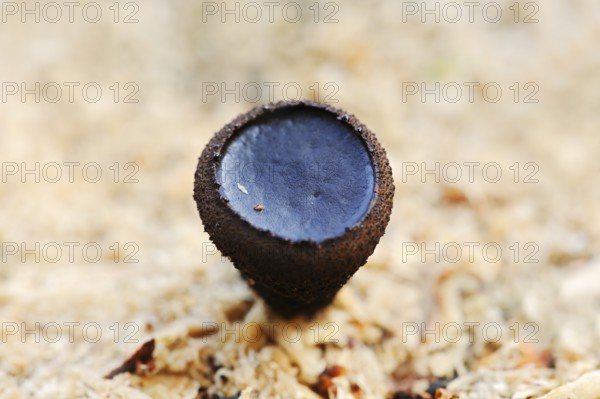 Black bulgar (Bulgaria inquinans), North Rhine-Westphalia, Germany