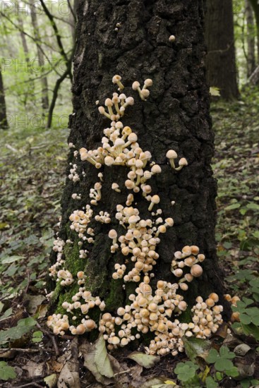 Sulphur tuft (Hypholoma fasciculare) on a tree trunk, North Rhine-Westphalia, Germany