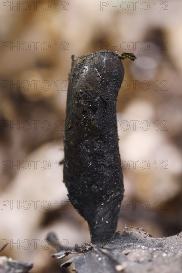 Dead man's fingers (Xylaria polymorpha), North Rhine-Westphalia, Germany