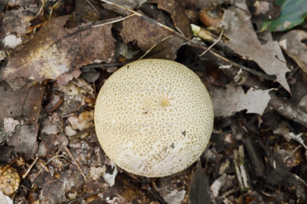 Common earthball (Scleroderma citrinum), North Rhine-Westphalia, Germany