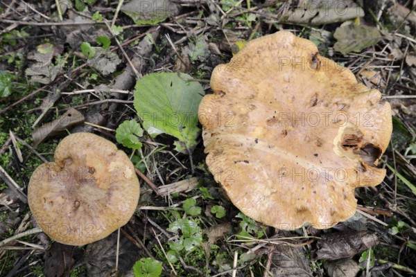 Alder crayfish (Paxillus rubicundulus), North Rhine-Westphalia, Germany