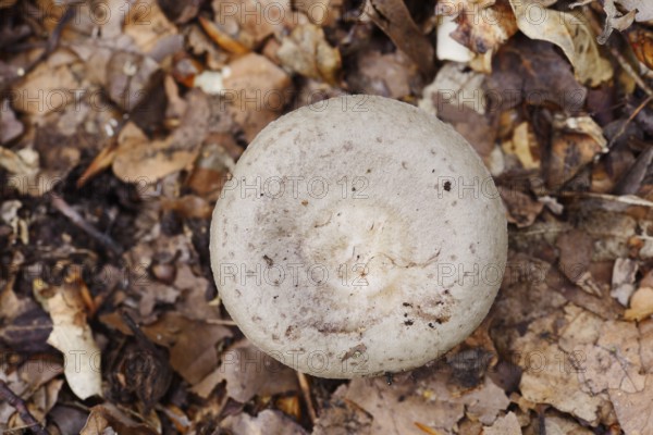 Grey-green milky (Lactarius blennius), North Rhine-Westphalia, Germany