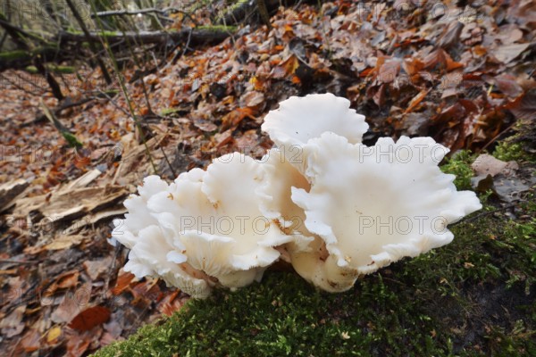 Lung mushroom or spoon-shaped mushroom (Pleurotus pulmonarius), North Rhine-Westphalia, Germany