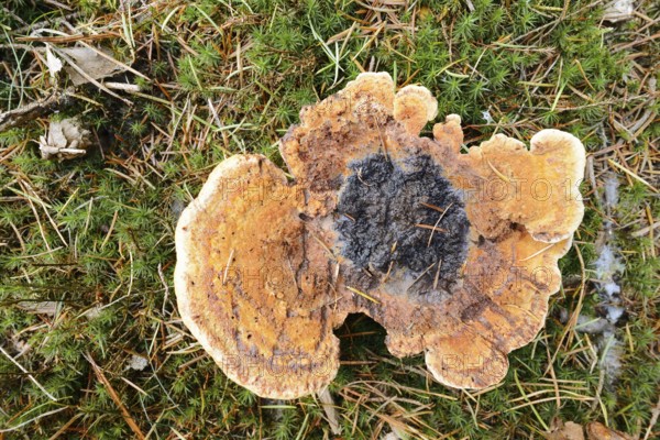 Pine brown porling or coniferous brown porling (Phaeolus spadiceus, Phaeolus schweinitzii), Gelderland, Netherlands