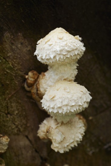 Poplar Schüppling (Hemipholiota populnea, Pholiota destruens), North Rhine-Westphalia, Germany