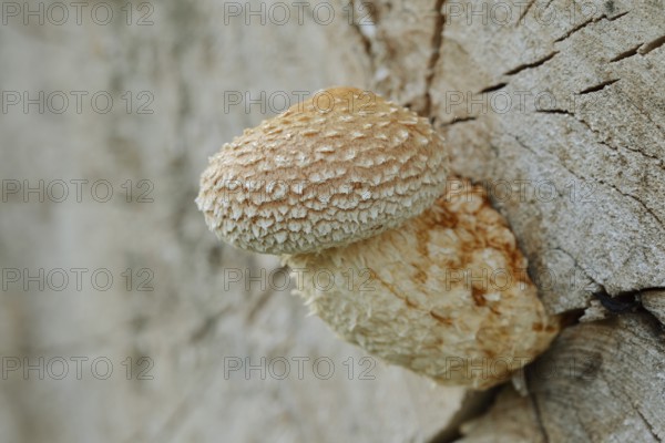 Poplar Schüppling (Hemipholiota populnea, Pholiota destruens), North Rhine-Westphalia, Germany