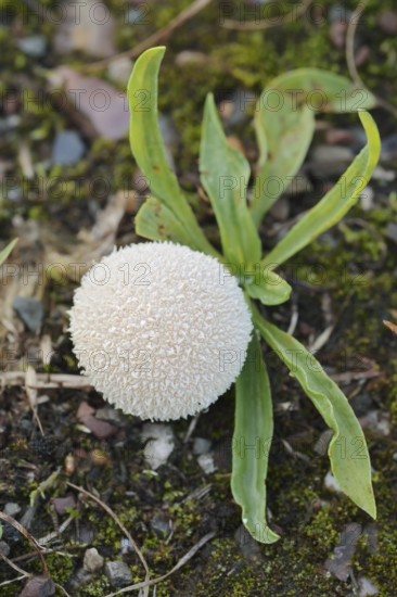 Meadow dusky (Lycoperdon pratense, syn. Vascellum pratense), North Rhine-Westphalia, Germany
