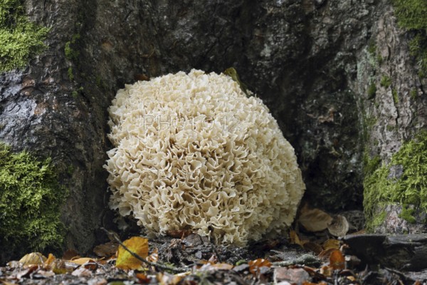 Wood Cauliflower fungus or fat hen (Wood Cauliflower crispa), Bavarian Forest National Park, Bavaria, Germany