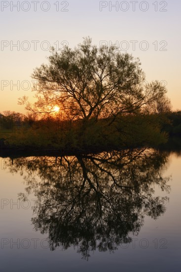Silver willow (Salix alba) by the river Lippe at sunrise, North Rhine-Westphalia, Germany