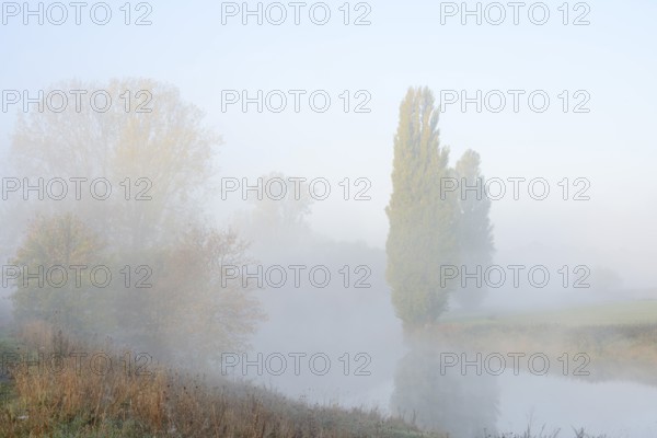 Lip with Canada poplar (Populus x canadensis, Populus x euramericana) and pyramid poplars (Populus nigra 'Italica') in the morning mist, autumn, North Rhine-Westphalia, Germany