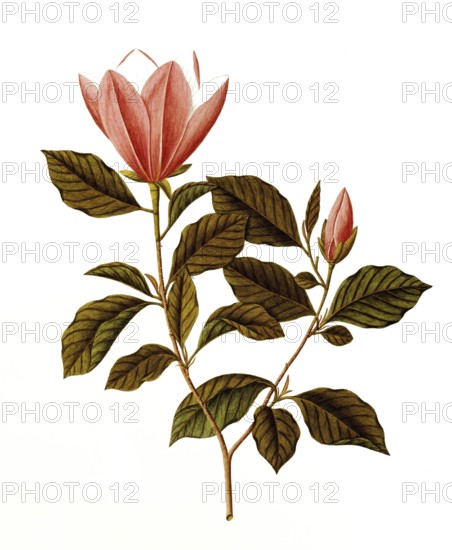 Honoki Magnolia, Japanese Bigleaf Magnolia, Magnolia obovata Thunb, Magnoliaceae, Illustration by Angela Rossi Bottione, watercolour, 1812-1837, Historical, digitally restored reproduction from a 19th century original, Record date not stated