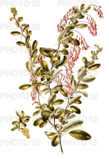 Common barberry, European barberry, Berberis vulgaris, Berberidaceae, Illustration by Francesco Peyrolery, watercolour, 1765, Historical, digitally restored reproduction from a 19th century original, Record date not stated