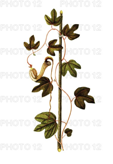 Contribo or Bejuco de Santiago, Dutchman's Pipe, Aristolochia trilobata, Aristolochiaceae, Illustration by Angela Rossi Bottione, watercolour, 1812-1837, Historical, digitally restored reproduction from a 19th century original, Record date not stated