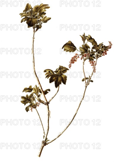 Alpine Currant, Ribes alpinum, Grossulariaceae, Illustration by Francesco Peyrolery, watercolour, 1765, Historical, digitally restored reproduction from a 19th century original, Record date not stated