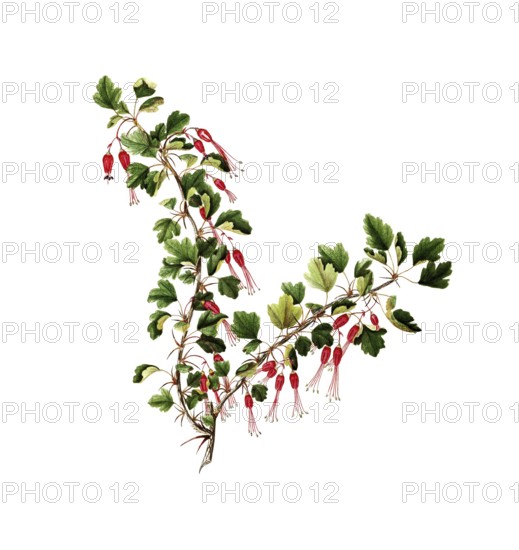 Fuchsia-flowered Gooseberry, Ribes speciosum Pursh, Grossulariaceae, Illustration by Angela Rossi Bottione and co-workers, watercolour, 1837, Historic, digitally restored reproduction from a 19th century original, Record date not stated