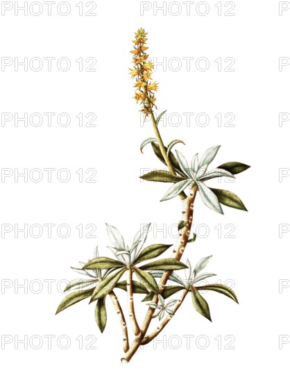 Cotyledon coccinea, Crassulaceae, Illustration by Angela Rossi Bottione, watercolour, 1812-1837, Historical, digitally restored reproduction from a 19th century original, Record date not stated