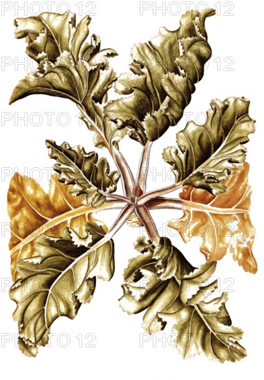 Sea kale, Crambe maritima, Cruciferae, Illustration by Francesco Peyrolery, watercolour, 1765, Historical, digitally restored reproduction from a 19th century original, Record date not stated