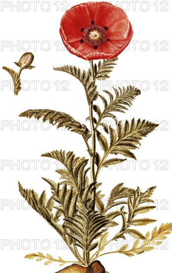 Oriental poppy, Papaver orientale, Papaveraceae, Illustration by Francesco Peyrolery, watercolour, 1756, Historical, digitally restored reproduction from a 19th century original, Record date not stated