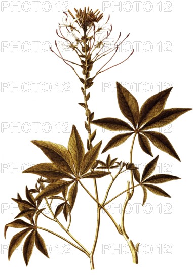 Spiny Spider-flower, Cleome spinosa, Capparidaceae, Illustration by Giovanni Antonio Bottione, watercolour, 1770-1781, Historical, digitally restored reproduction from a 19th century original, Record date not stated