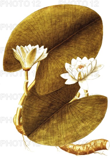 European white water lily, European White Waterlily or White Lotus, Nymphaea alba, Nymphaeaceae, Illustration by Giovanni Antonio Bottione, watercolour, 1770-1781, Historical, digitally restored reproduction from a 19th century original, Record date not stated