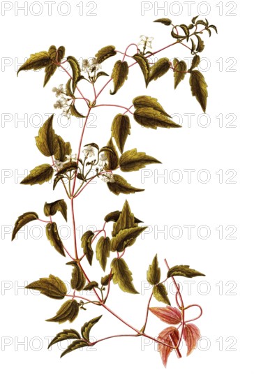 Virgin's Bower or Devil's Darning Needles, Clematis virginiana, Ranunculaceae, Illustration by Giovanni Antonio Bottione, watercolour, 1770-1781, Historic, digitally restored reproduction from a 19th century original, Record date not stated
