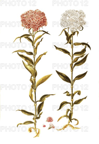 Sweet William, Dianthus barbatus, Caryophyllaceae, Illustration by Francesco Peyrolery, watercolour, 1765, Historical, digitally restored reproduction from a 19th century original, Record date not stated