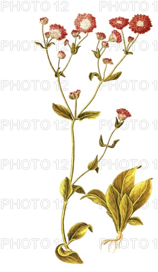 Red campion, red campion, red night carnation, red wood carnation, red campion, red campion, Lychnis dioica, Caryophyllaceae, Illustration by Francesco Peyrolery, watercolour, 1753, Historical, digitally restored reproduction from a 19th century original, Record date not stated