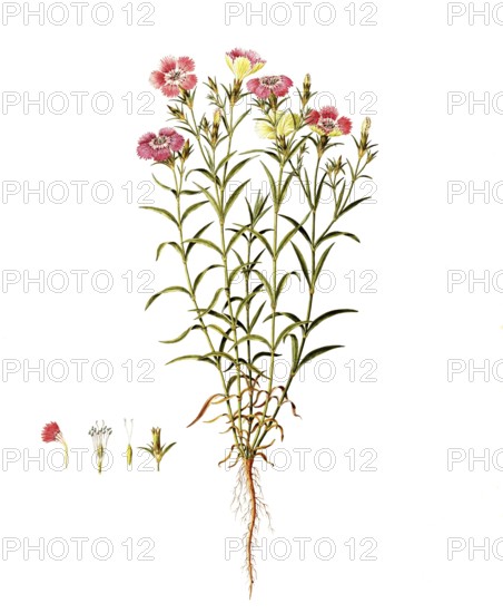 Heather carnation, Maiden Pink, Dianthus deltoides, Caryophyllaceae, Illustration by Angela Rossi Bottione, watercolour, 1806-1812, Historical, digitally restored reproduction from a 19th century original, Record date not stated