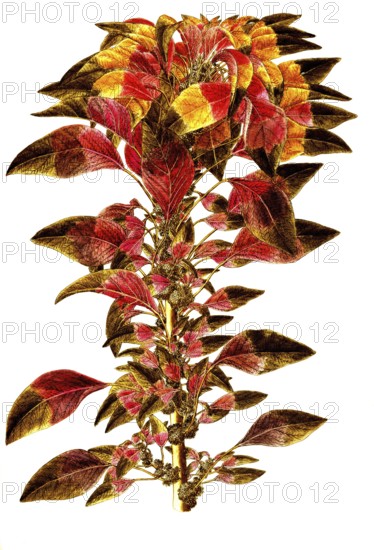 Joseph's coat amaranth or Tampala, Amaranthus tricolor, Amaranthaceae, Illustration by Giovanni Antonio Bottione, watercolour, 1770-1781, Historic, digitally restored reproduction from a 19th century original, Record date not stated