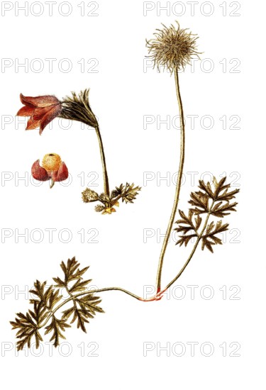 Anemone halleri, Haller's Anemone, Anemone halleri, Ranunculaceae, Illustration by Giovanni Antonio Bottione, watercolour, 1770-1781, Historic, digitally restored reproduction from a 19th century original, Record date not stated
