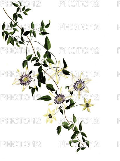 Asiatische Jungfrauenlaube oder Passionsblumen-Waldrebe, Asian virginsbower, Clematis florida Thunb, Ranunculaceae, Illustration by Maddalena Lisa Mussino, watercolour, 1838-40, Historic, digitally restored reproduction from a 19th century original, Record date not stated