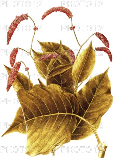 Oriental Knotweed, Prince's Feather or Kiss me over the garden gate, Polygonum orientale, Polygonaceae, Illustration by Giovanni Antonio Bottione, watercolour, 1770-1781, Historic, digitally restored reproduction from a 19th century original, Record date not stated