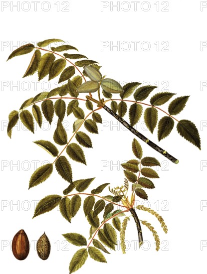 Butternut, also Grey Walnut, Butternut or White Walnut, Juglans cinerea, Juglandaceae, Illustration by Maddalena Lisa Mussino, watercolour, 1862, Historic, digitally restored reproduction from a 19th century original, Record date not stated