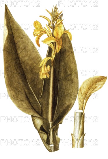 Pretoria Canna Lily, Indian Shot or Saka Siri, Canna indica, Cannaceae, Illustration by Giovanni Antonio Bottione, watercolour, 1770-1781, Historical, digitally restored reproduction from a 19th century original, Record date not stated