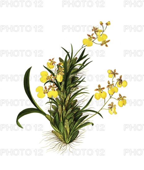 Gomesa bifolia, Orchid, Oncidium bifolium Sims, Orchidaceae, Illustration by Maddalena Lisa Mussino, watercolour, 1858, Historical, digitally restored reproduction from a 19th century original, Record date not stated