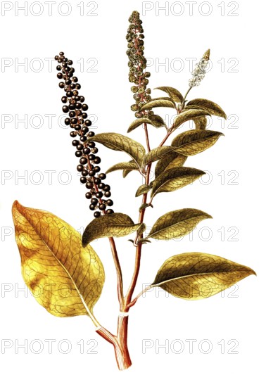 Virginia pokeweed, American Pokeweed, Phytolacca americana, Phytolaccaceae, Illustration by Giovanni Antonio Bottione, watercolour, 1770-81, Historical, digitally restored reproduction from a 19th century original, Record date not stated