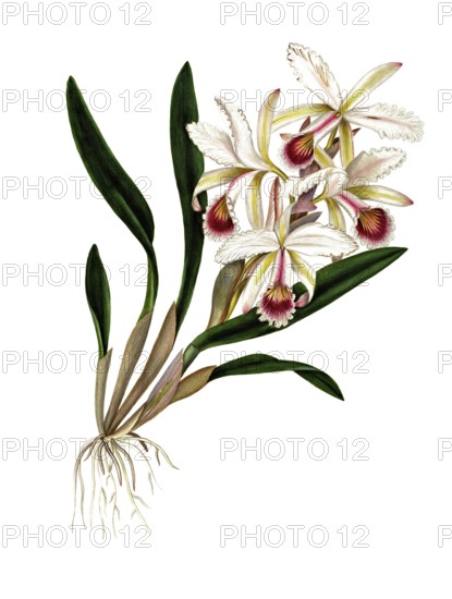 Easter orchid, Cattleya mossiae Hook, Orchidaceae, Illustration by Maddalena Lisa Mussino, watercolour, 1856, Historic, digitally restored reproduction from a 19th century original, Record date not stated